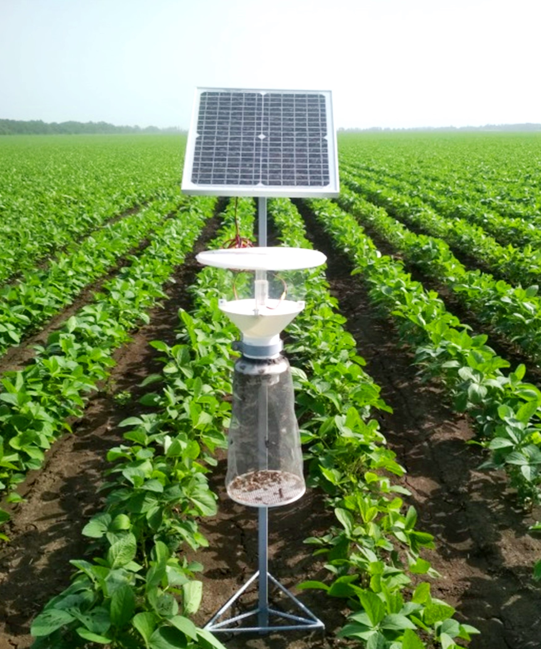 Light Traps to Study Insect Species Diversity in Soybean Crops