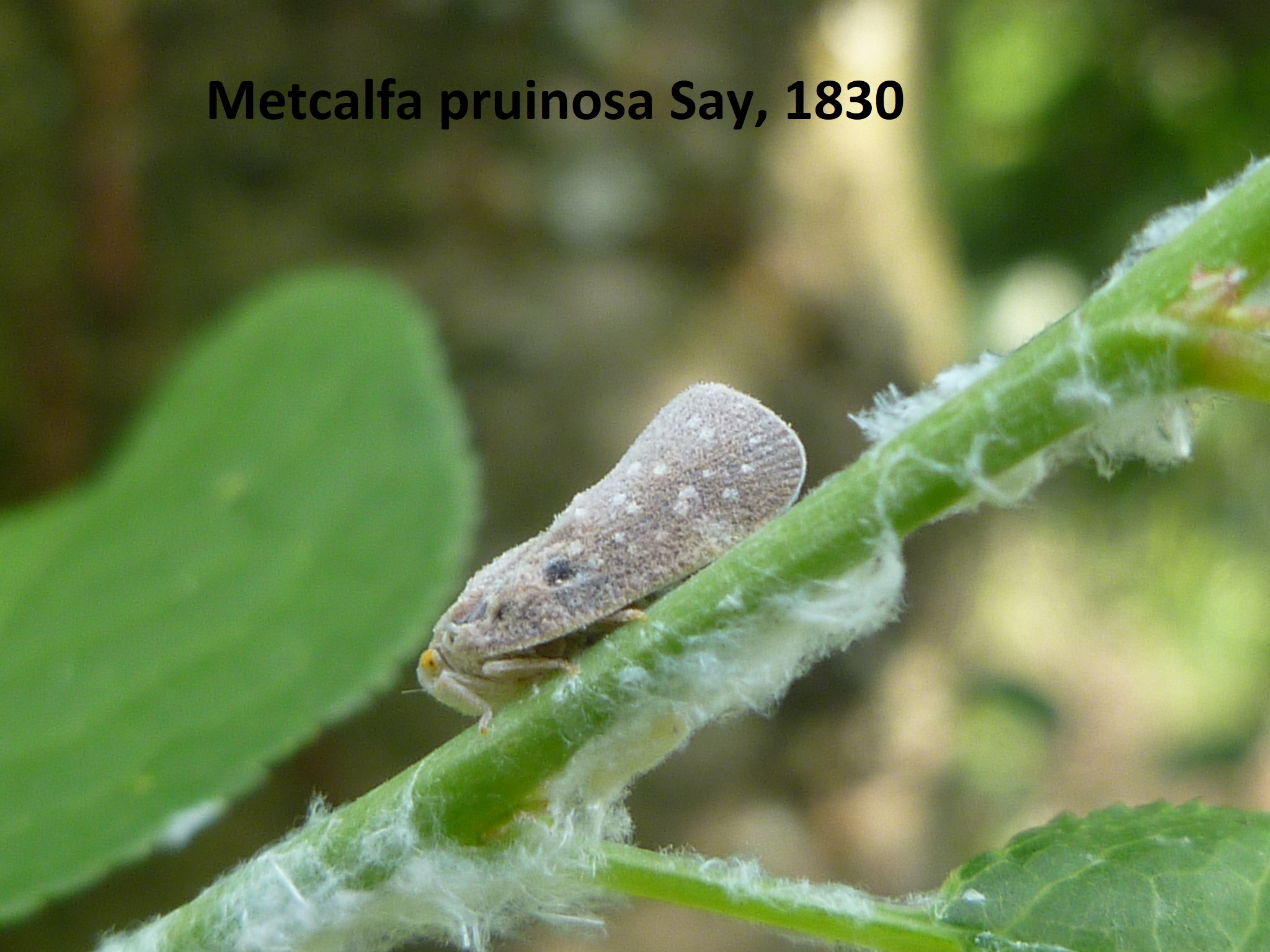 Биологические особенности меткалфы (Metcalfa pruinosa Say, 1830) (Homoptera, Flatidae) и вопросы регуляции её численности в центральной зоне Краснодарского края