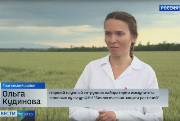 Cотрудники ФГБНУ ФНЦБЗР посетили посевы озимой пшеницы в Республике Адыгея